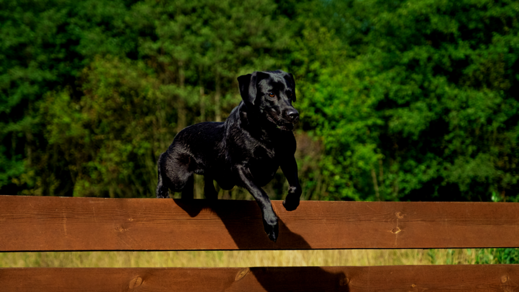 Why Do Dogs Jump Off Fences?