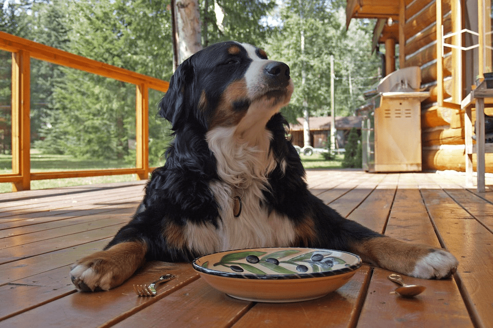 The life expectancy of Bernese Mountain Dog