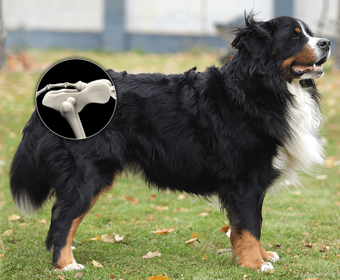 Why are Bernese Mountain Dogs so short-lived