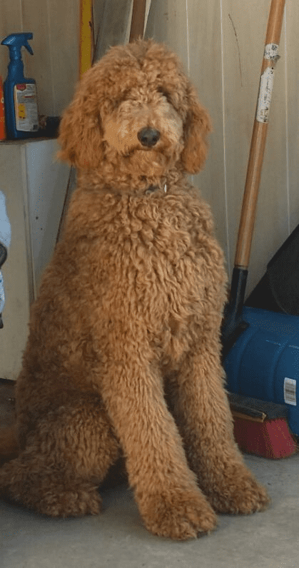 What Are Curly-Haired Dog Breeds?