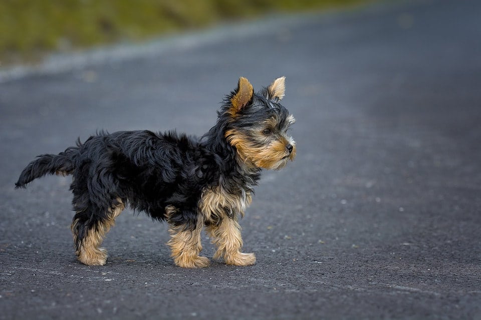 Busting The Myths Regarding Docked Yorkie Tail
