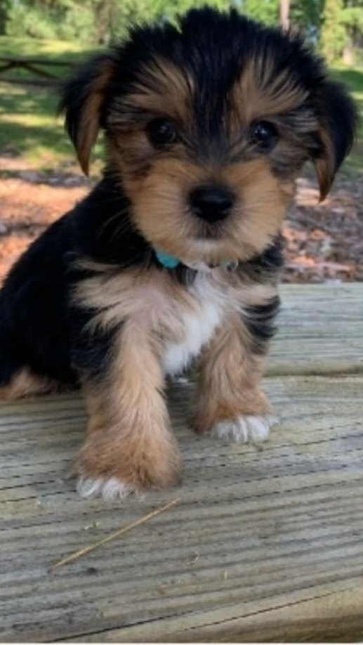 When To Dock a Yorkie Tail
