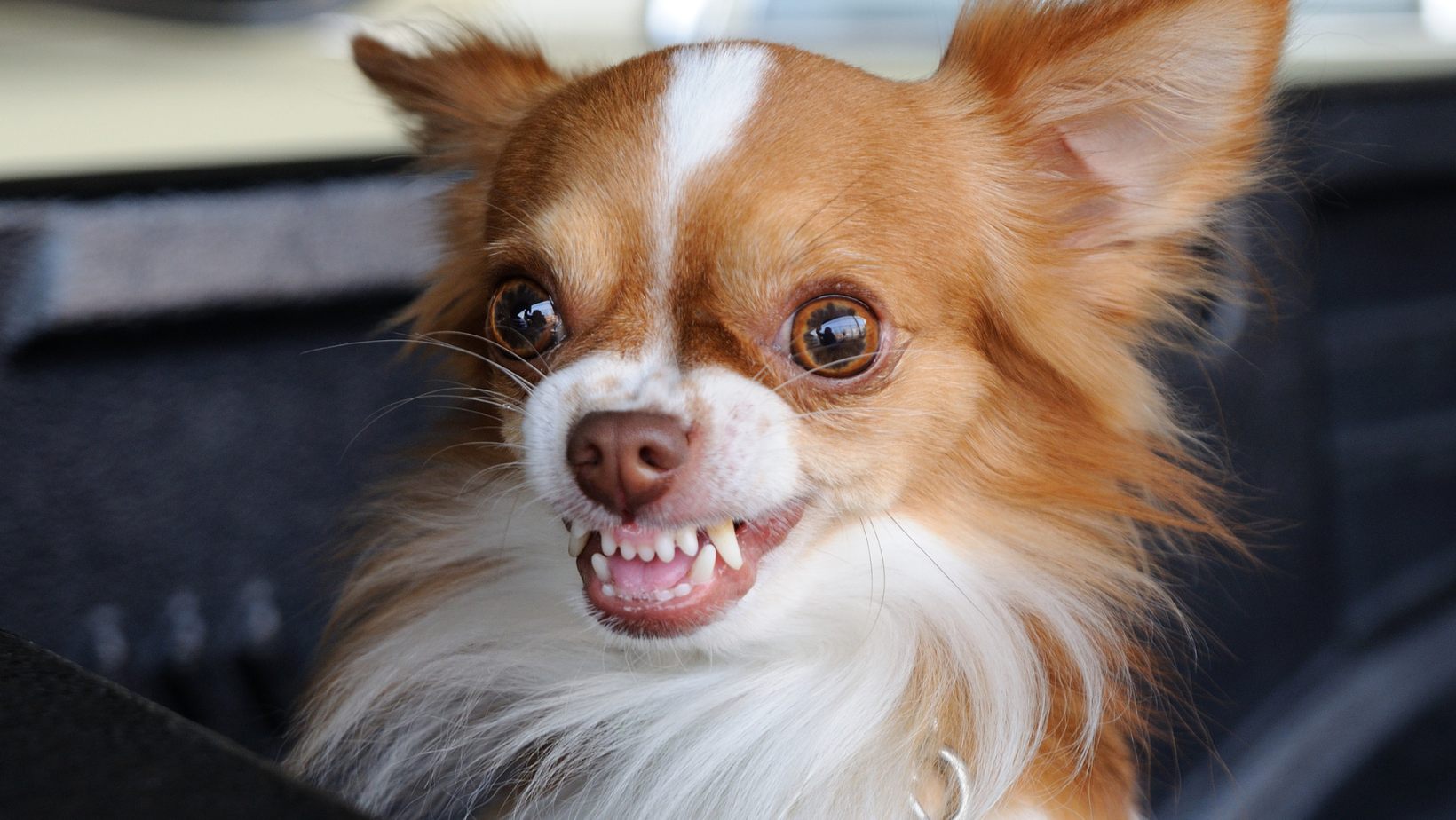3900 Psi Can't Be Chihuahuas Bite Force, According To Studies