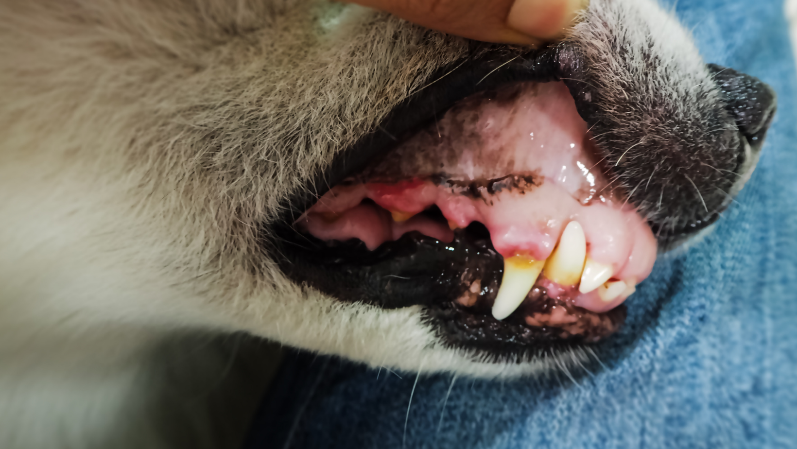 Crusty Scabs Around A Dog's Mouth