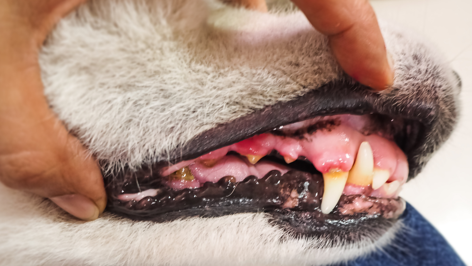 Crusty Scabs Around the Dog's Mouth 