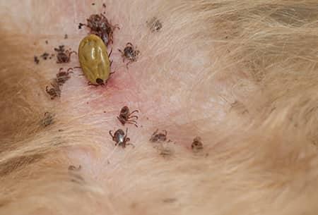 Harmful Effects of Not Removing Ticks from a Dog's Body
