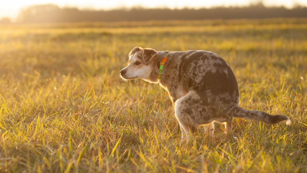 How Long Does a Dog Take to Poop After a Regular Meal?
