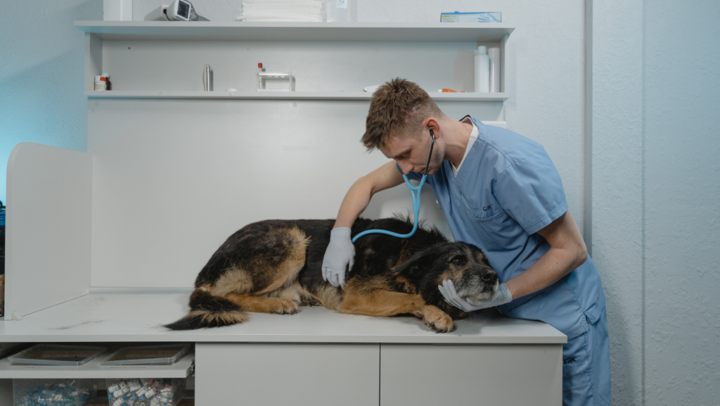 How Long Should You Wait Before Taking Your Dog to a Vet?