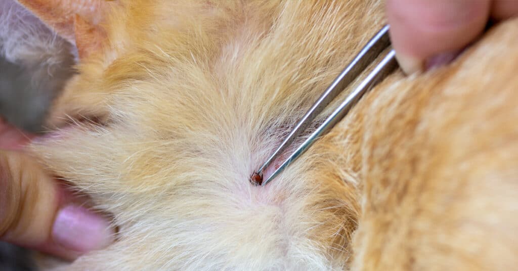 How to Identify Ticks on Your Dog