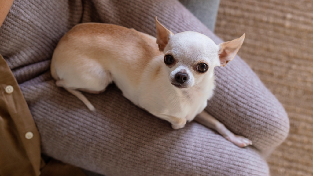 In Which Areas do Chihuahuas Tend to Bite? 