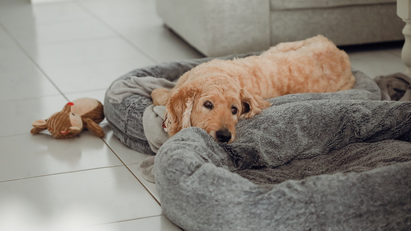 Is Canine Liver Disease Excruciating?