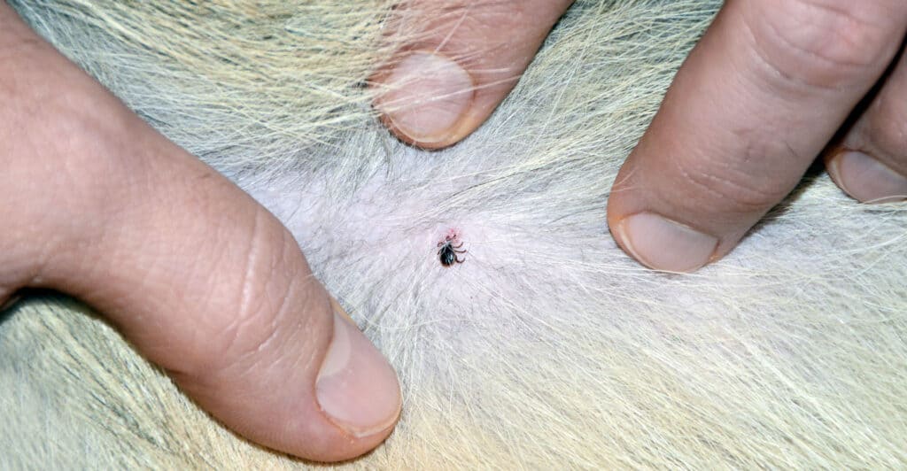 Is it Possible for Ticks to Get Dried on a Dog's Body?