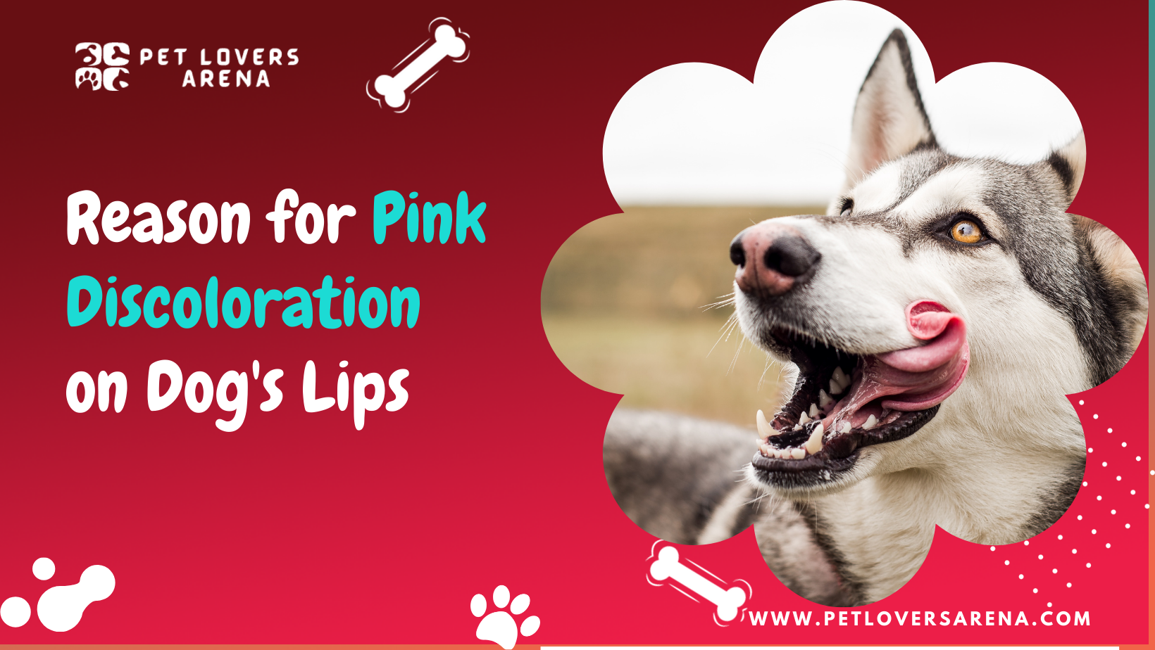 Pink Discoloration on Dog's Lips