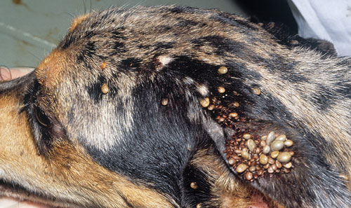 Skin Condition Following Tick Removal from Dog's Body