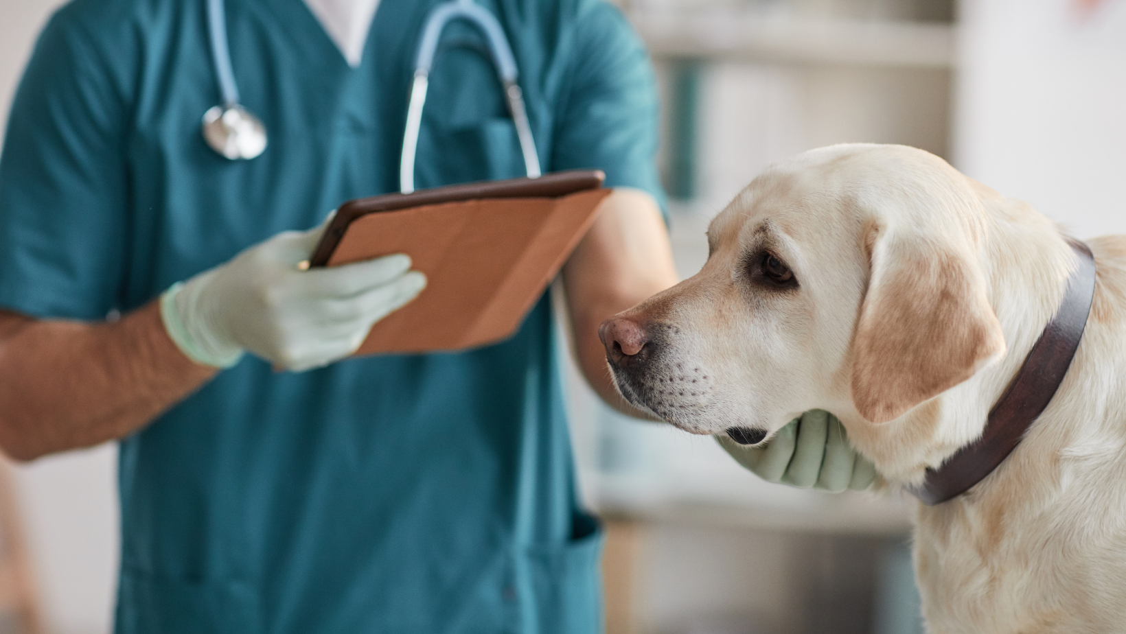 Surgical Treatment for Liver Failure in Dogs