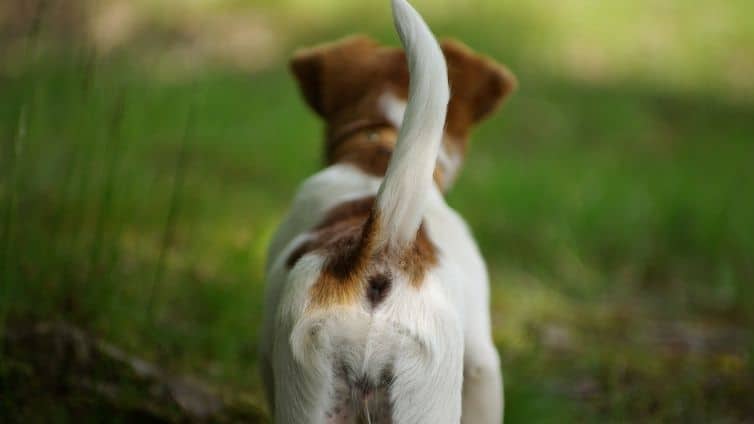 The Happy Tail Syndrome