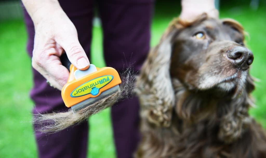 Things to Consider Before Buying a Furminator for Your Lab
