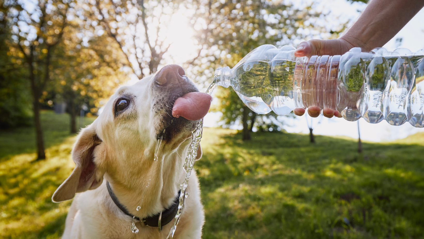 Ways to Increase Your Dog’s Water Intake After Surgery