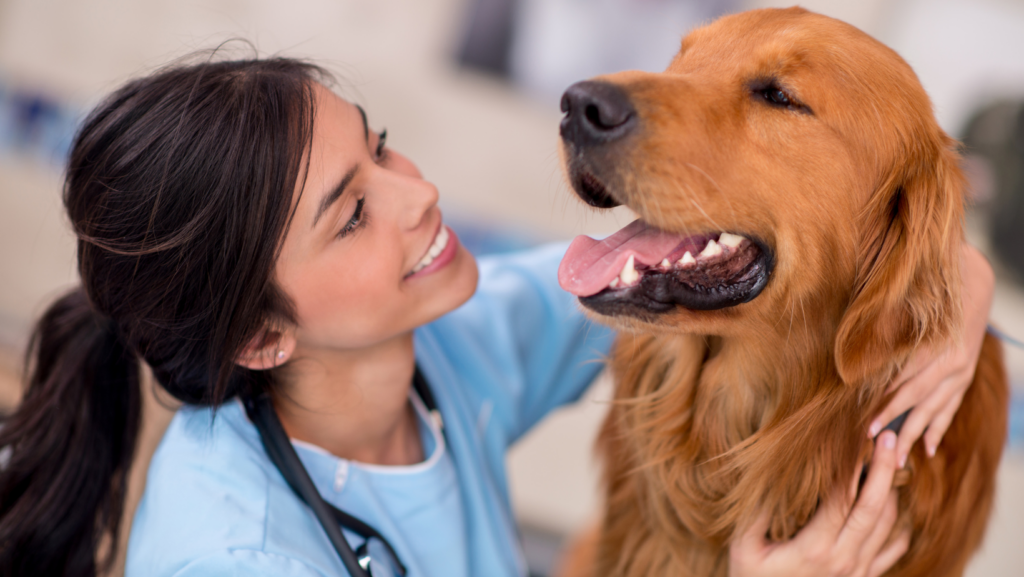 When Should You Take Your Dog To The Vet