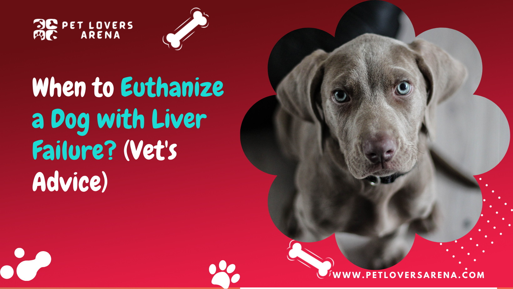 When to Euthanize a Dog with Liver Failure?