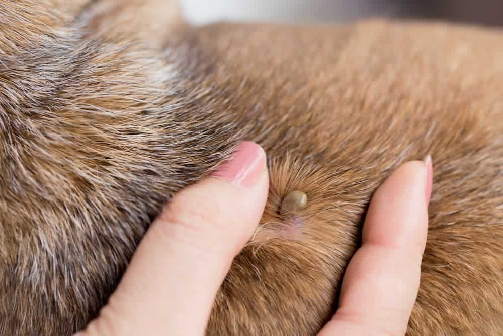 Why are Dead Ticks Still Stuck on a Dog's Body