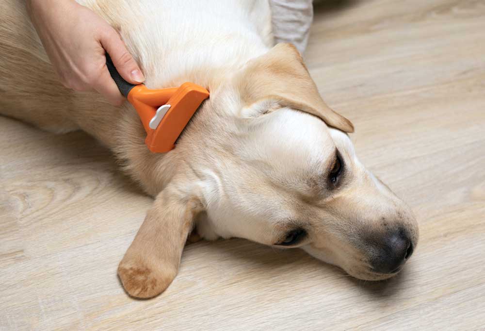 Why is Regular Brushing Important for Labs