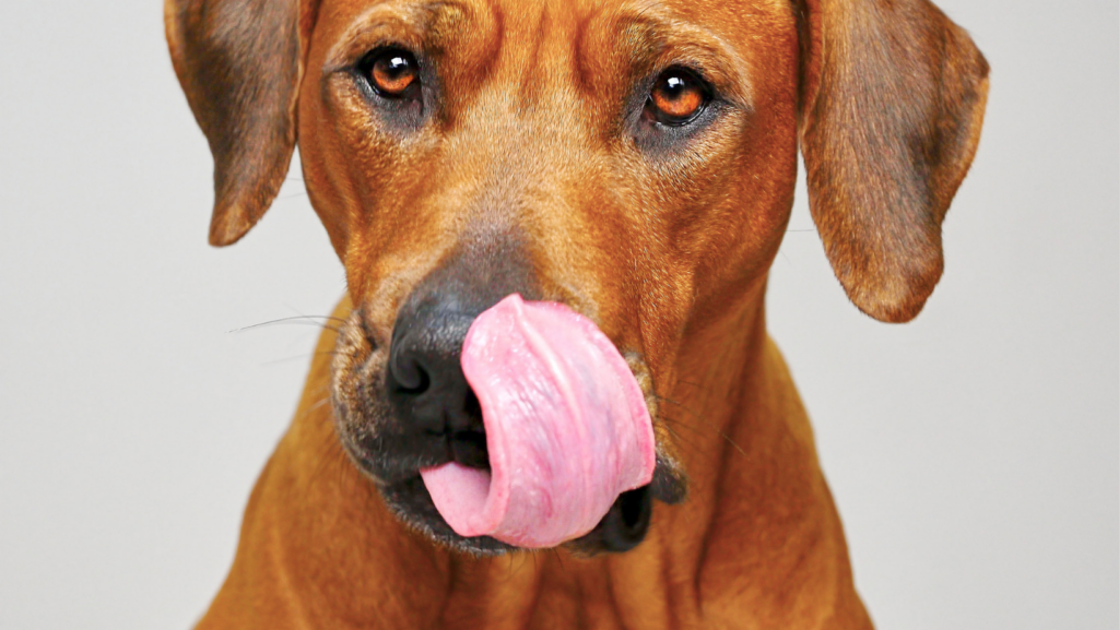 Why is There Pink Discoloration on the Lips in Dogs?