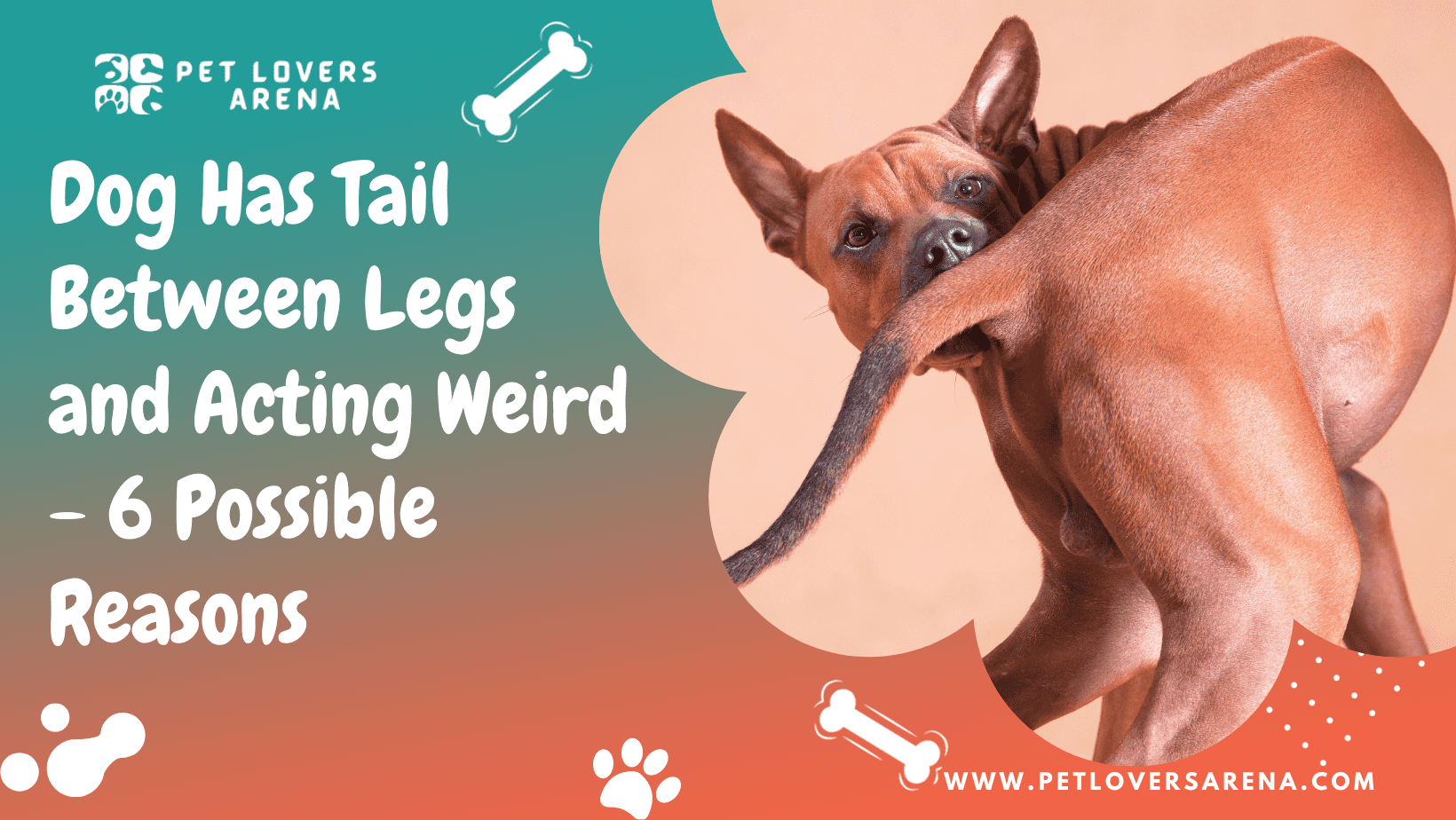 dog has tail between legs acting weird