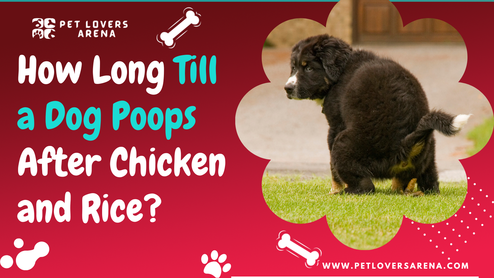 how long till a dog poops after chicken and rice