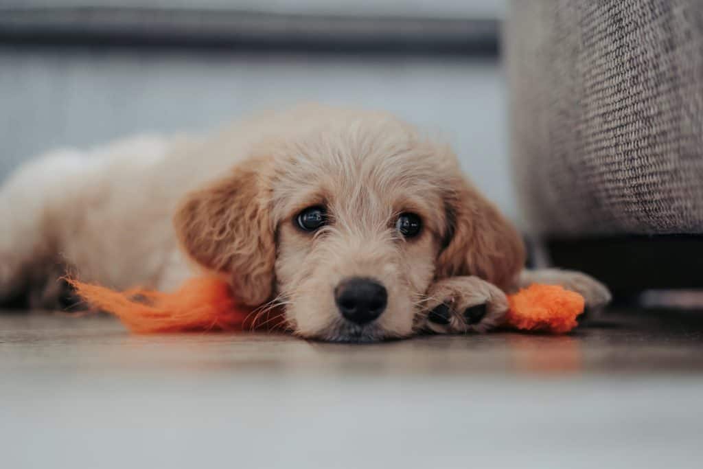 8 Reasons Why My Puppy have Loose Stools at Night