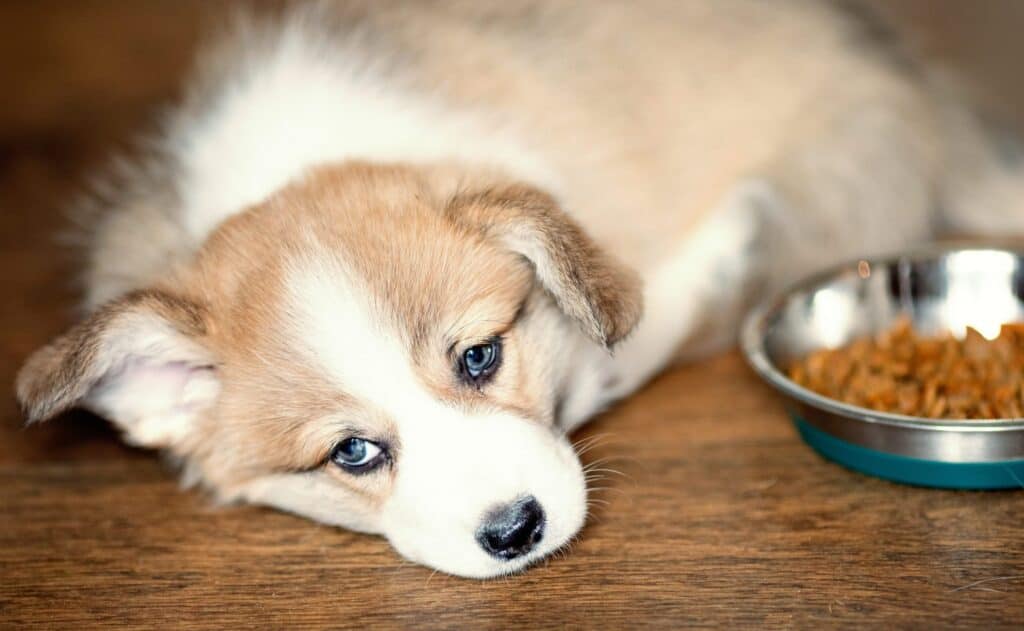 A Puppy's Diet While Suffering from Nighttime Diarrhea