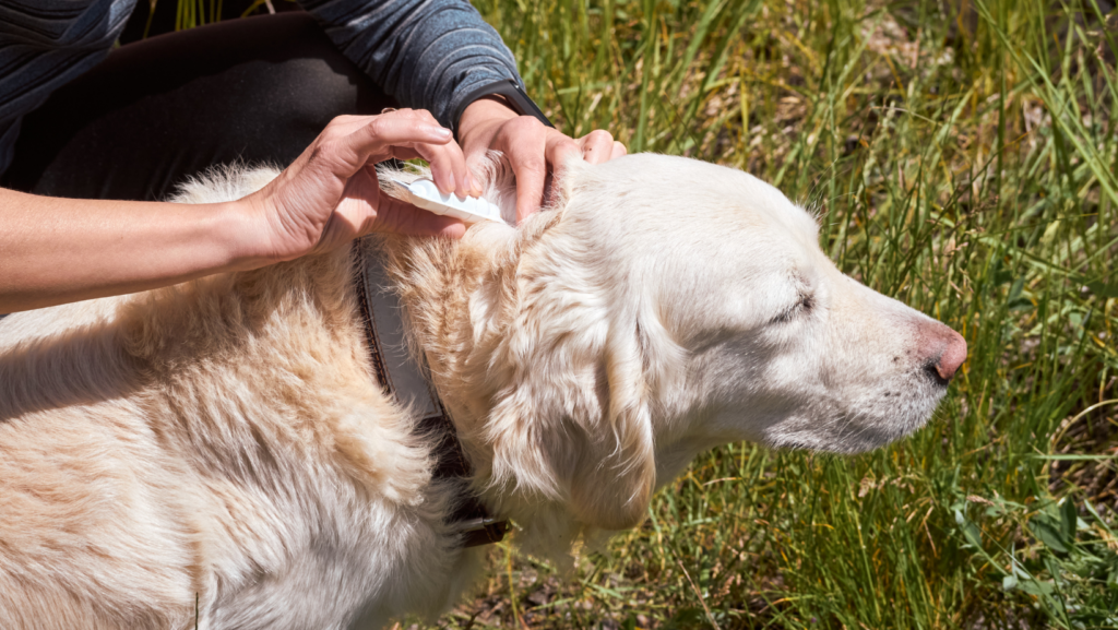 Are Flea Medications Toxic for Your Dog?