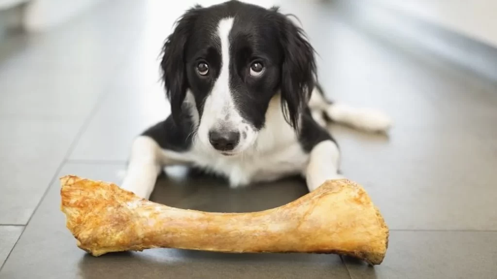 Can Dogs Eat Other Kinds of Bones