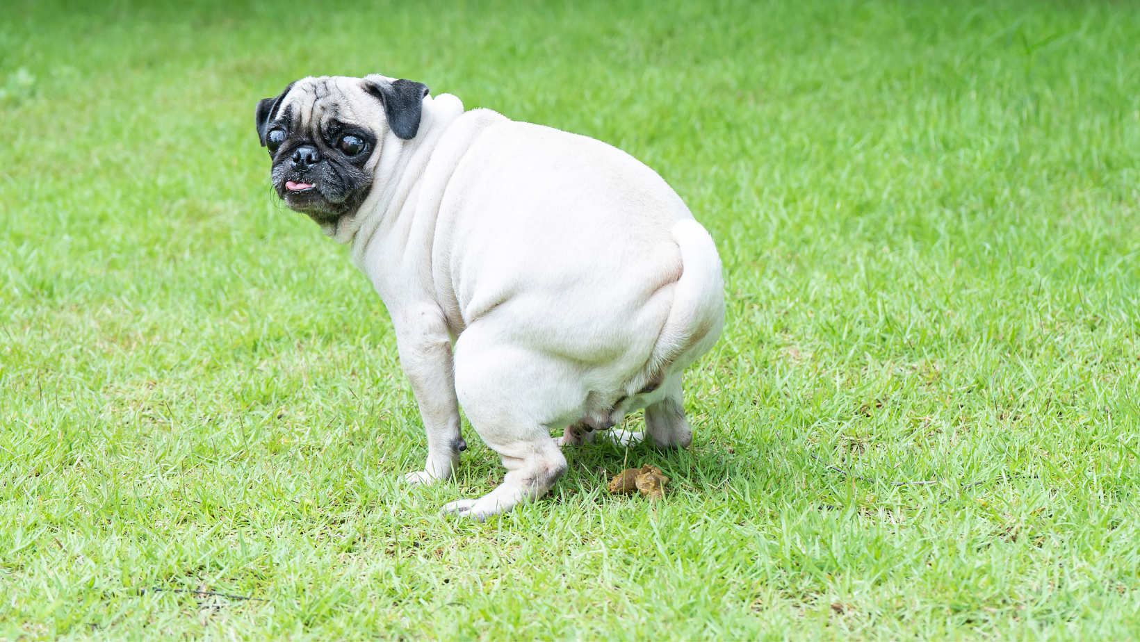Causes of White Specks in Dog Poop