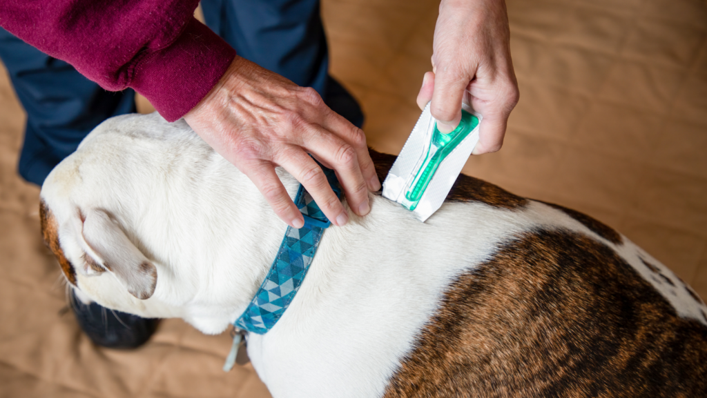 Different Types of Flea Medications and Treatments for Dogs