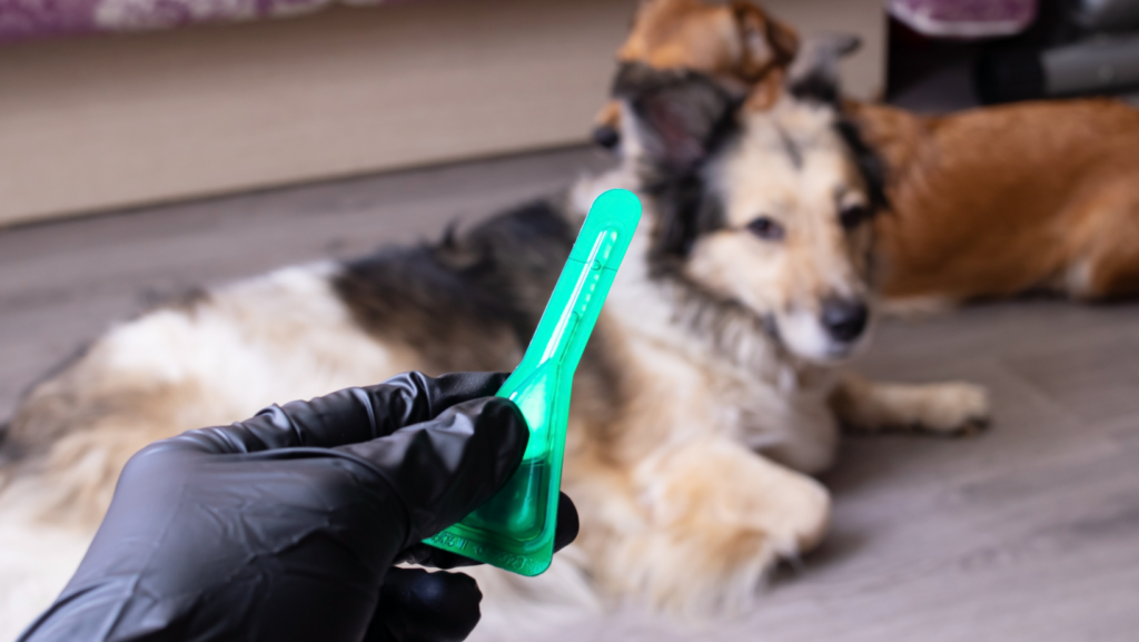 How do You Treat Your Dog for the Toxic Effects of Flea Medications?