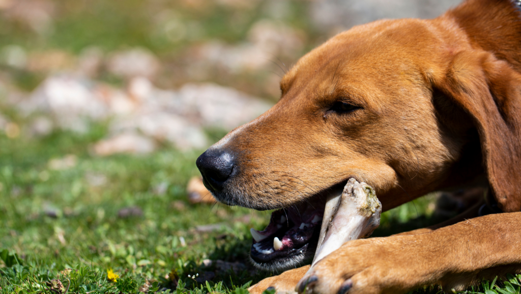 Myths Surrounding Rib Bones for Dogs