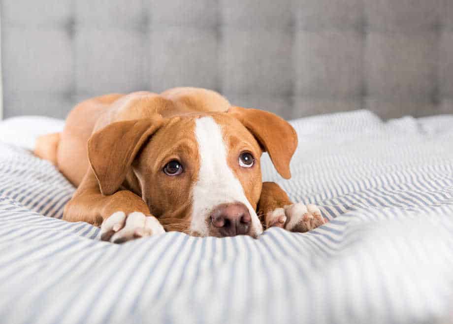 Prevention Measures for Diarrhea in Puppies