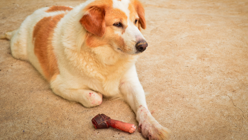 Safe Alternatives to Rib Bones for Dogs