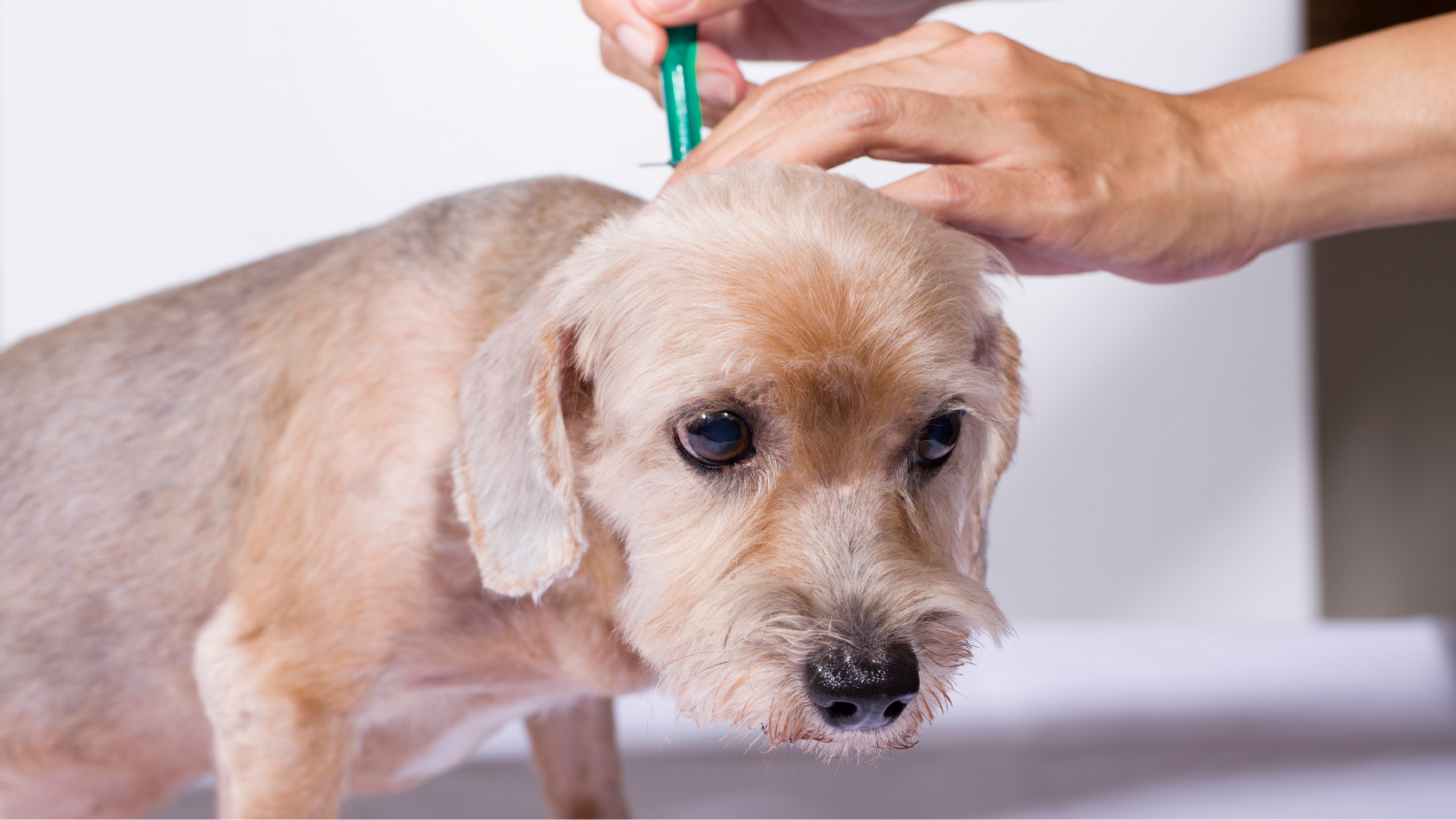 Side Effects of Flea Medication in Dogs