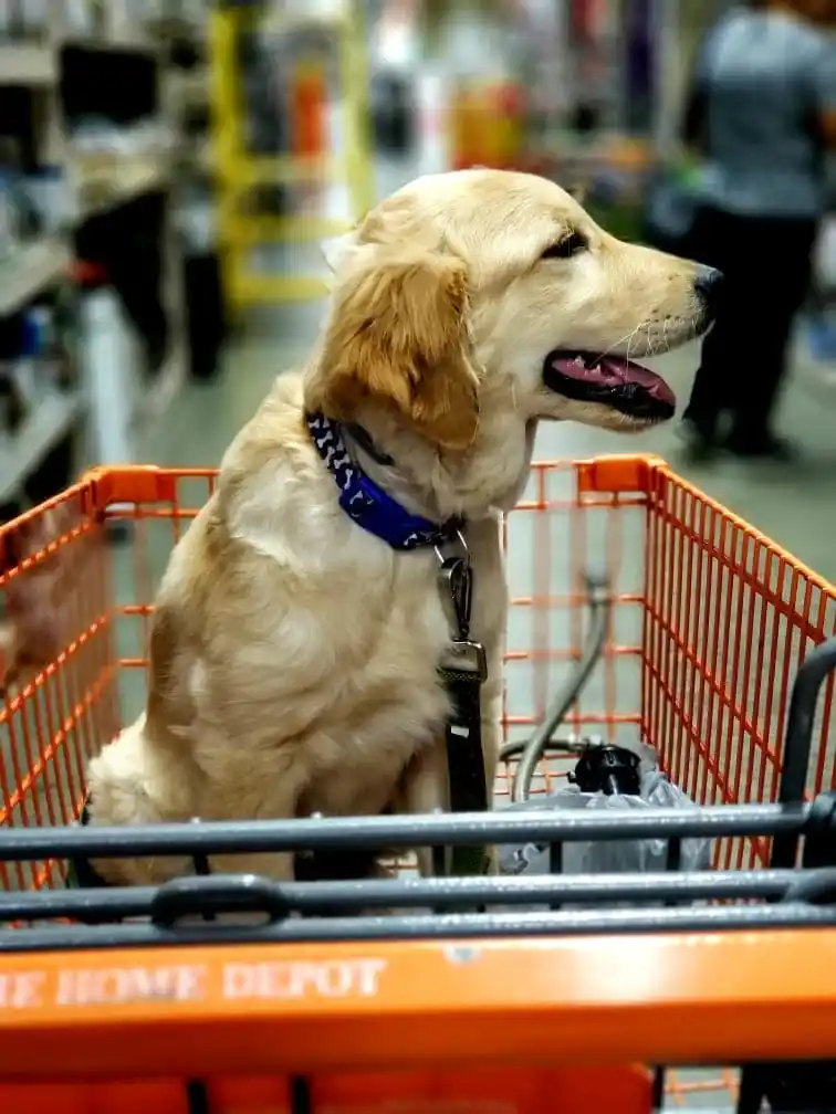 Tips to Remember When You Take Your Dog to Hobby Lobby