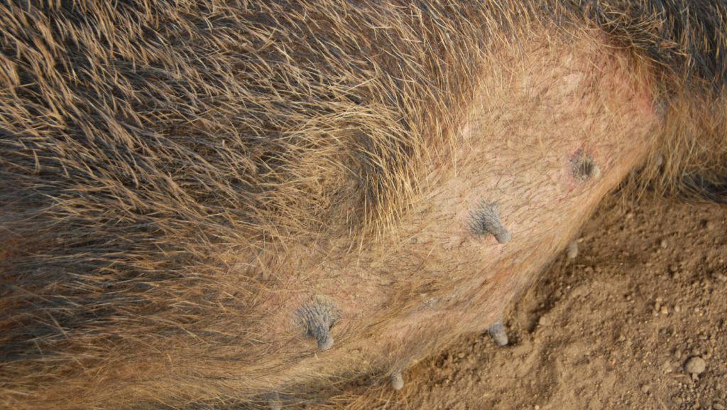 What Causes Inverted Nipples in Dogs?