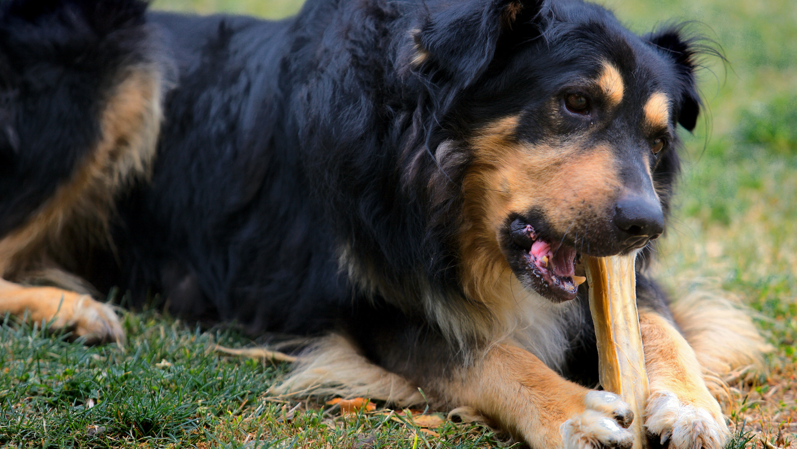What Should I Do if My Dog Ate a Rib Bone?