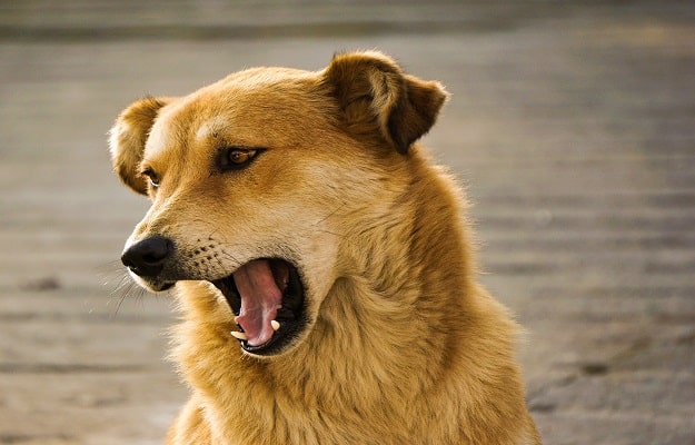 What is the Issue with Your Dog's Throat?