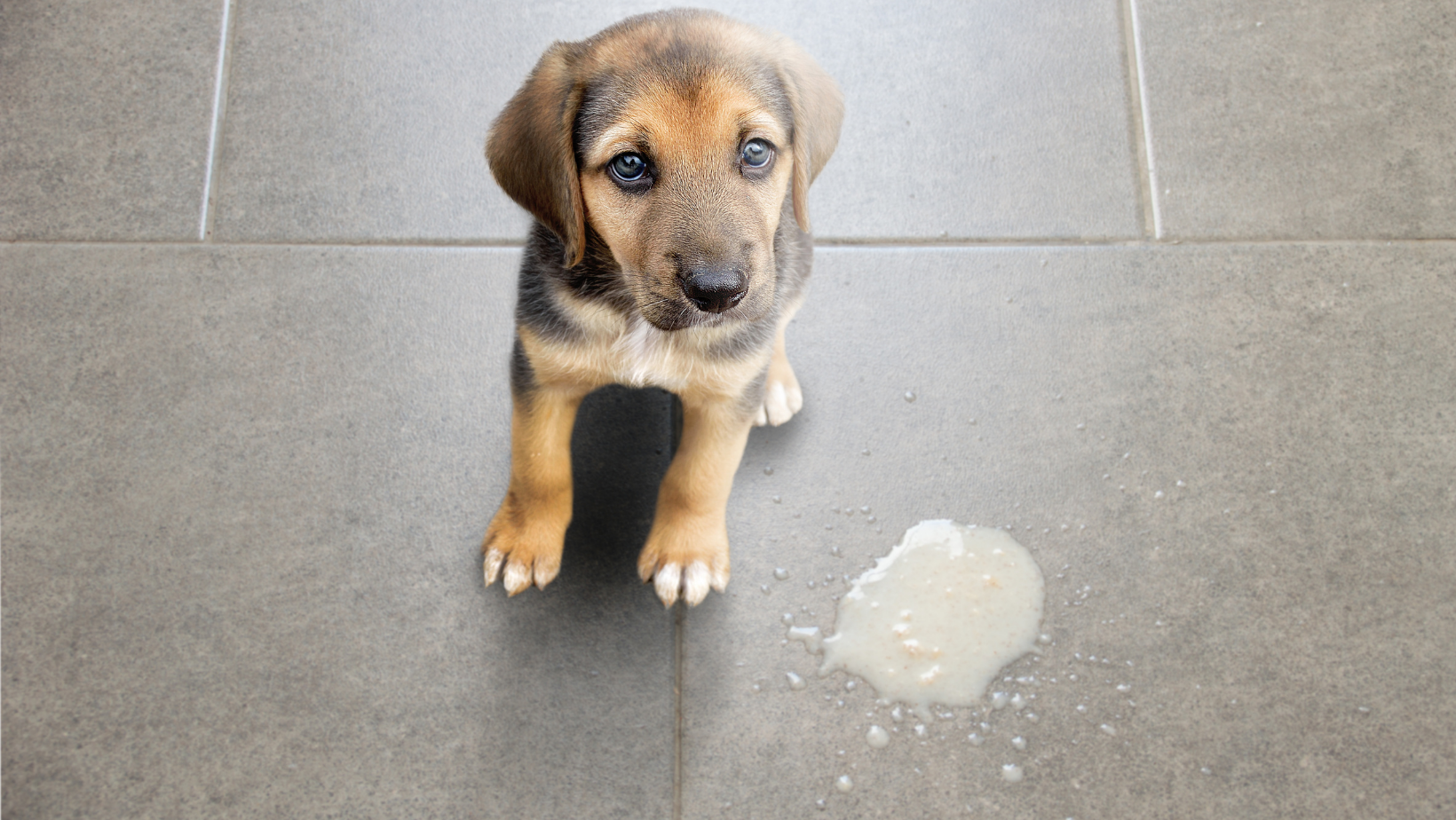 Why do I Need to be Concerned if My Dog Vomits Hard, Solid White Masses?