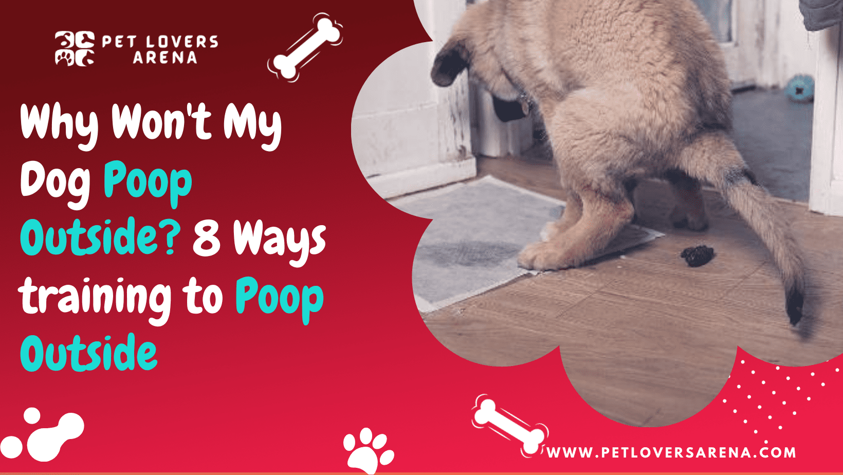 why wont my dog poop outside