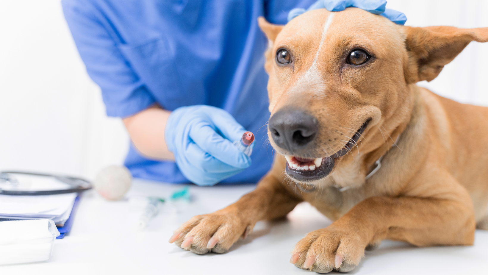 Common Vaccine Reaction in Dogs