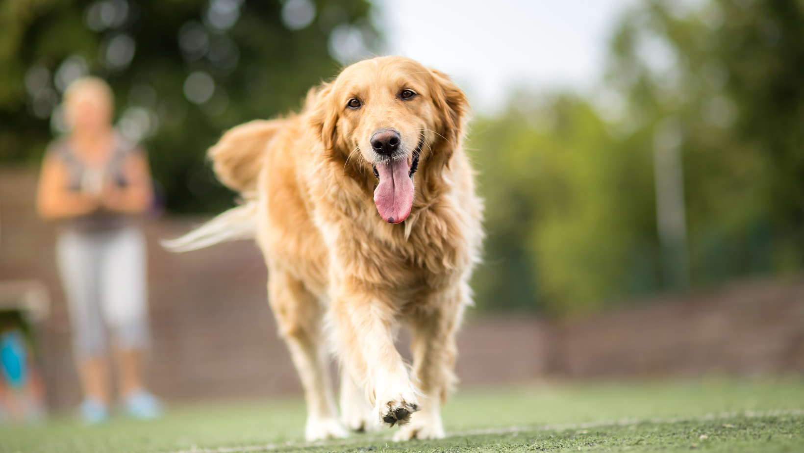 Diagnosis of Involuntary Muscle Movements in Dogs