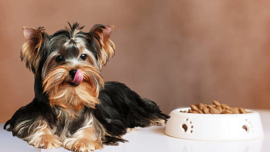 Foods that Could Cause Complications to Yorkies
