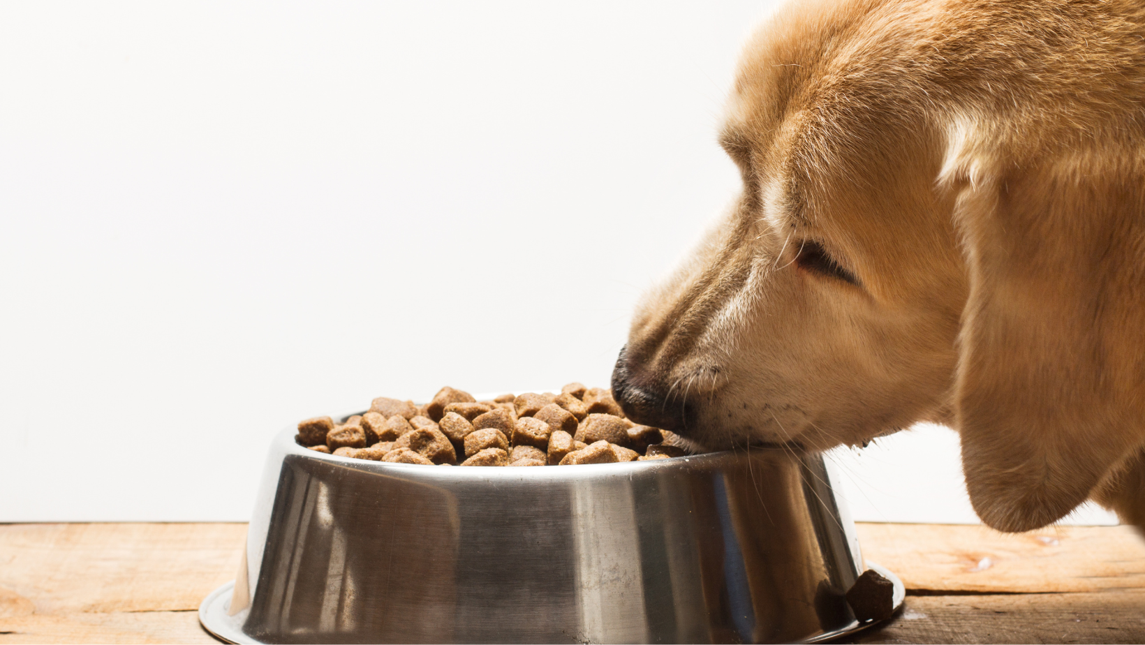 How Does one Identify When a Dog has Gorged on Dry Food?